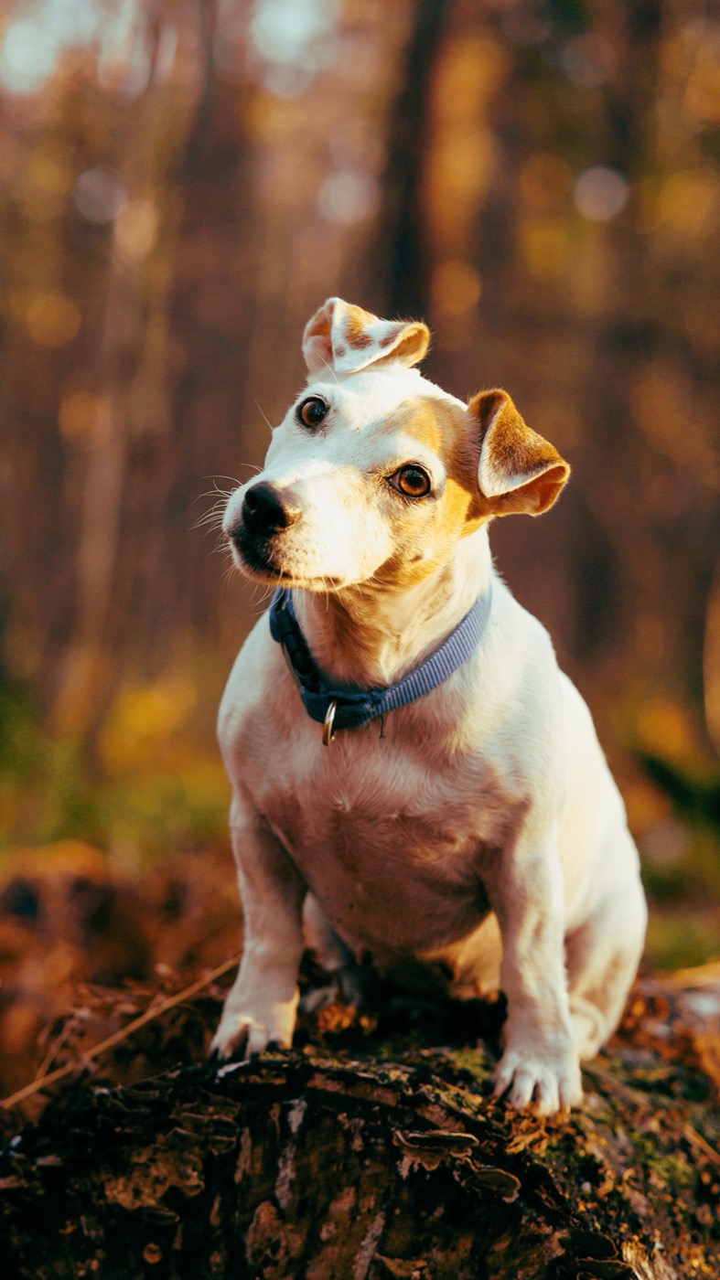 A dog enjoying time outdoors